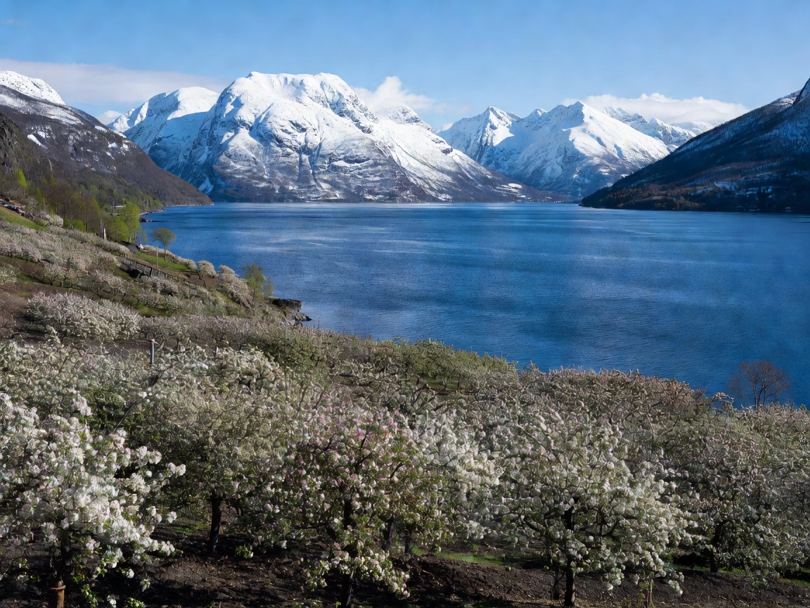 Fruit orchards in bloom along the deep blue shores of Hardangerfjord with snowcapped peaks